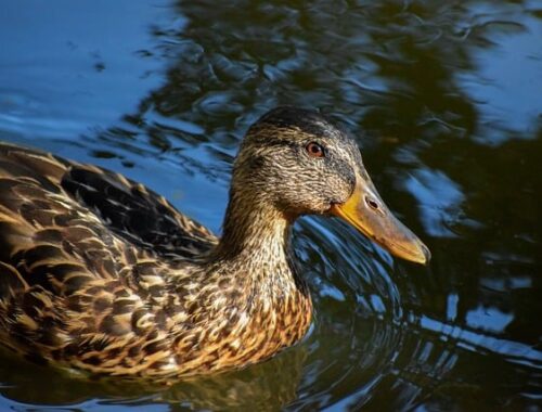 Nye hjælpemidler: Apps og værktøjer til krydsordsløsere