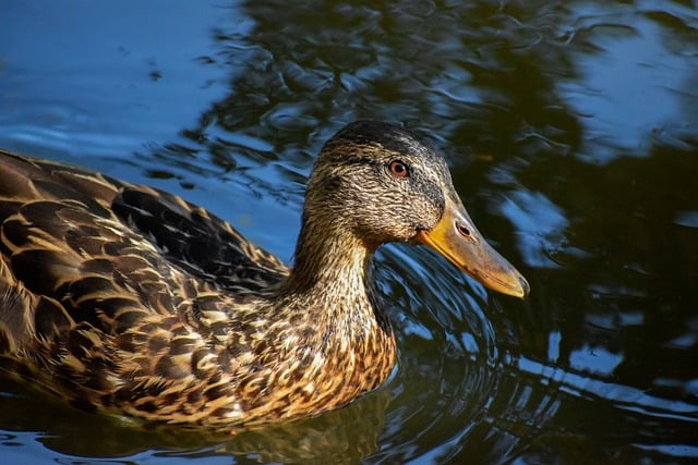 Nye hjælpemidler: Apps og værktøjer til krydsordsløsere