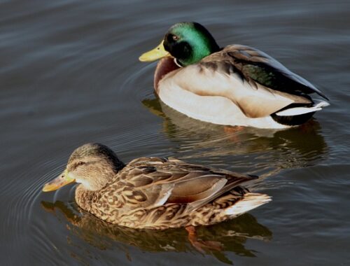 Lær at genkende de mest brugte krydsordsnøgler