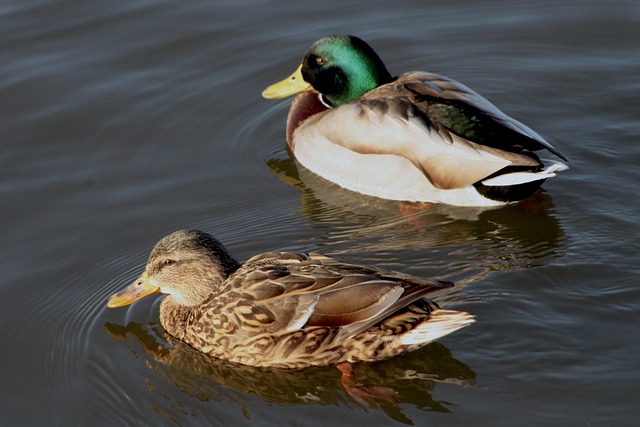 Lær at genkende de mest brugte krydsordsnøgler