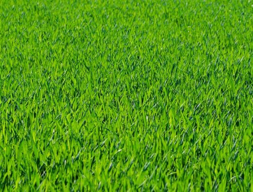 Guide: Find den bedste græssaks til din græsplæne