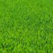 Guide: Find den bedste græssaks til din græsplæne