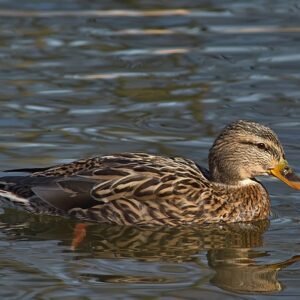 Strategier for begyndere: Kom godt i gang med krydsord