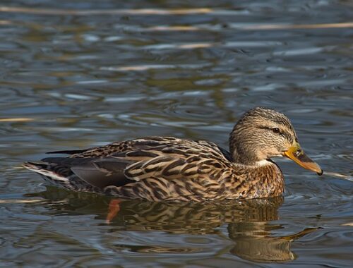 Strategier for begyndere: Kom godt i gang med krydsord