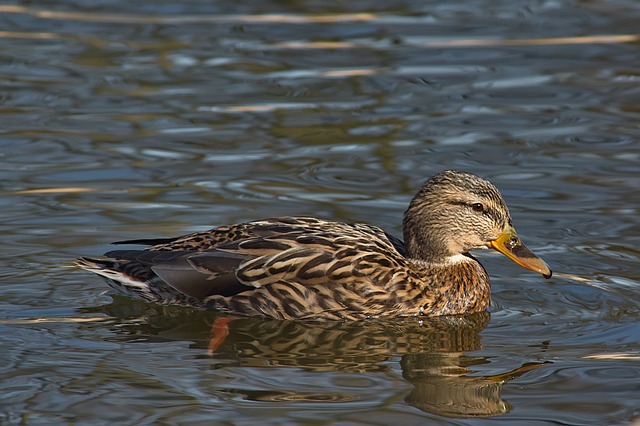 Strategier for begyndere: Kom godt i gang med krydsord