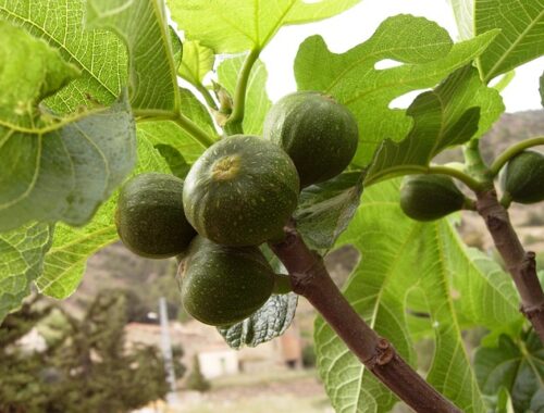 Den ultimative guide til at dyrke figentræer: Tips og tricks til en god høst